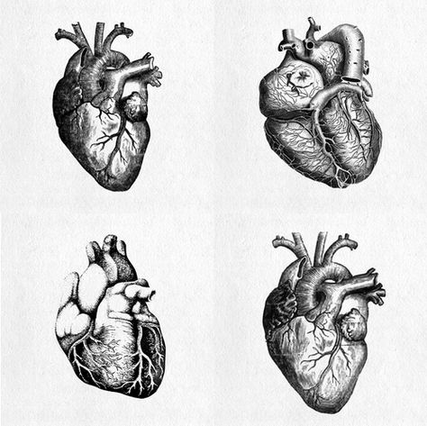 Ventricles, coronary arteries and all... perhaps an idea for a tattoo? (: #cardiologist Anatomical Heart Tattoo, Text Tattoo, 다크 판타지, Heart Images, Anatomical Heart, Human Heart, Scientific Illustration, Anatomy Art, Heart Art