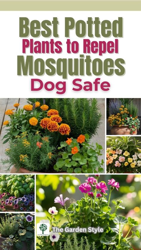 Learn about full-sun and shade plants that repel mosquitoes naturally. Design garden beds and planter arrangements with mosquito repelling plants safe for dogs. Create a pet-safe garden design with mosquito repelling plants. Visit TheGardenStyle.com for a guide to dog-friendly gardening. Plants Safe For Dogs, Best Potted Plants, Mosquito Repellent Plants, Plants That Repel Mosquitoes, Dog Safe Plants, Plants That Repel Bugs, Planter Arrangements, Mosquito Plants, Mosquito Repelling