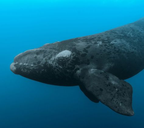 Future of right whales depends on adaptive conservation policies | Cornell Chronicle Bowhead Whale, Whale Facts, Whale Species, Right Whale, Great Whale, Largest Whale, Marine Conservation, Oceans Of The World, Marine Mammals