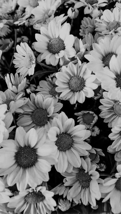 White Flower Background, Geometric Wallpaper Iphone, Backgrounds Simple, Grey Wallpaper Iphone, White Background Wallpaper, Black And White Photo Wall, Wallpaper Beautiful, Angel Wallpaper, Black And White Picture Wall