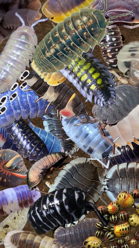 #myfirstshuffle #isopod #isopods #mulch #wallapaper #scrunkly #nature #lilguys Insect Texture, Pill Bug, Critters 3, Creepy Crawlies, Bugs And Insects, Zoology, Mulch, Design Inspo, Art Inspo