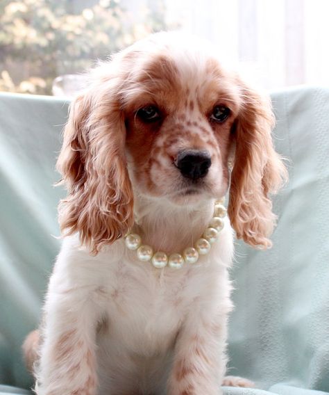 Cream Pearl Dog Collar. Large Size Pearl Pet by FidoandFifi Pearl Dog Collar, Puppy Decor, Dog Pearls, Dapper Dogs, Doggie Treats, Dog Breeds Medium, Pearl Collar, Wedding Pets, Dog Jewelry