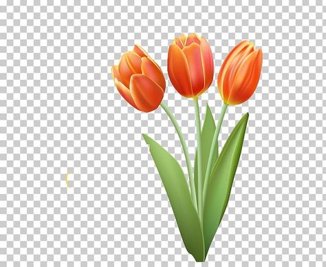 Tulip Png, Types Of Tulips, Tulip Clipart, Tulip Drawing, Orange Tulips, Us Images, Free Png, Color Trends, Png Images