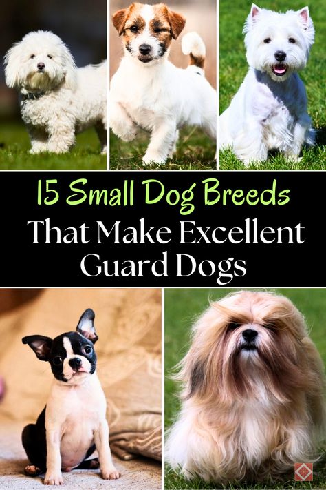 Looking for a small dog with a big protective instinct? These 15 small dog breeds are known for their guard dog abilities, from the Miniature Pinscher and Coton de Tulear. Perfect for homes that need a watchful eye without the size of a larger dog, these breeds will keep your home safe while offering love and loyalty. Save this pin for later, and click to explore more about small guard dogs! Miniature Dog Breeds, Dog Breeds That Dont Shed, Guard Dog Breeds, Long Haired Dogs, Coton De Tulear, Miniature Dogs, Miniature Pinscher, Different Dogs, Lhasa Apso