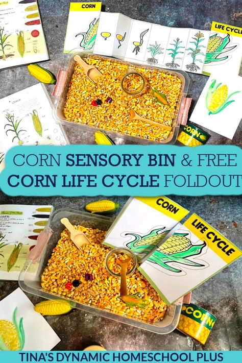 Corn Stem Activities, Corn Life Cycle Preschool, Corn Sensory Bin Ideas, Corn Activities For Preschool, Corn Life Cycle, Life Cycles Preschool Activities, Corn Preschool, Corn Sensory Bin, Pumpkin Sensory Bin