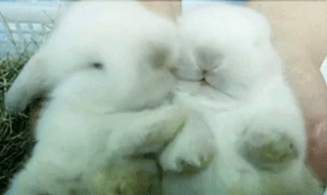 Bunny Cute GIF - Bunny Cute Kiss - Discover & Share GIFs Cuddling Gif, Rabbit Gif, Cute Potato, Cute Kiss, Don Bosco, Some Bunny Loves You, Cute Headers, Banner Gif