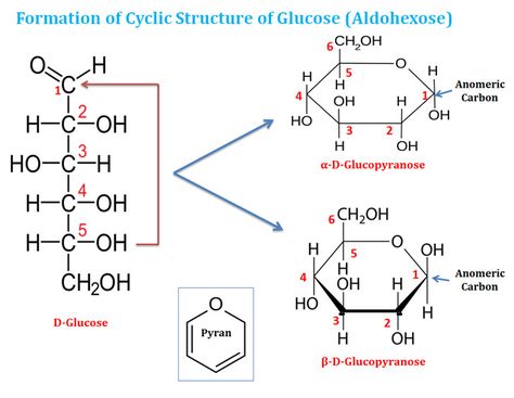 glucose cyclic structure Glucose Structure, Basic Microbiology, Chemistry Lecture, Chemistry Textbook, Organic Chemistry Study, Chemistry Worksheets, Teaching Chemistry, Medical Student Study, Chemistry Notes