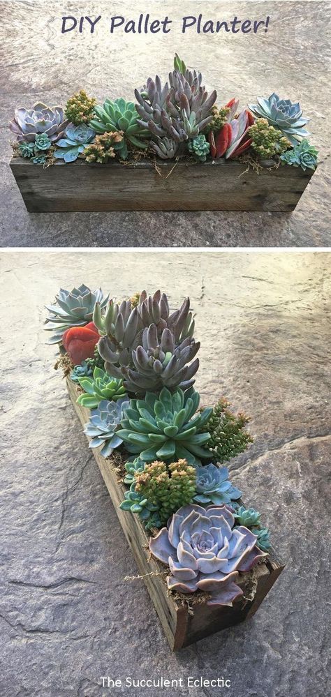 How To Make A Succulent Planter, Diy Pallet Planter, Diy Succulent Planter, Wooden Succulent Planter, Cool Succulents, Diy Planters Indoor, Indoor Succulent Planter, Pallet Planter Box, Wood Succulent Planter