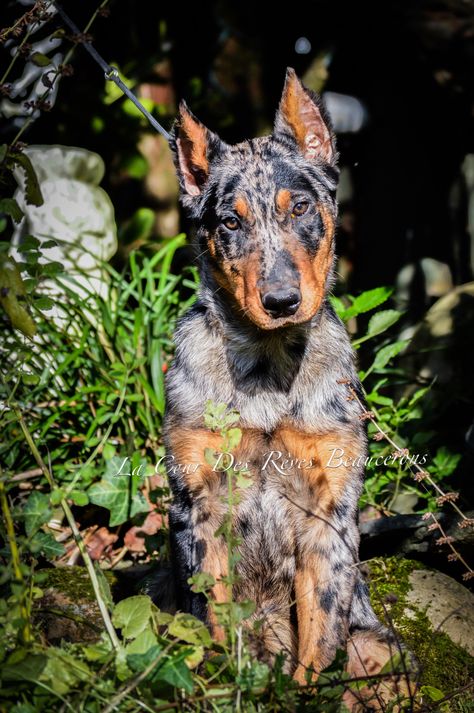 Beautiful Oneiric 💕  Female Harlequin Beauceron 16 Weeks  La Cour Des Rêves Beaucerons Beauceron Dog Puppies, Harlequin Beauceron, Female Harlequin, French Shepherd, Koolie Dog, Beauceron Dog, Most Expensive Dog, Expensive Dogs, Scary Dogs