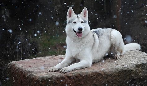 Utonagan Dog, Nell Crain, Chug Dog, American Indian Dog, Northern Inuit Dog, Northern Inuit, Indian Dog, Hypoallergenic Puppies, Guard Dog Breeds