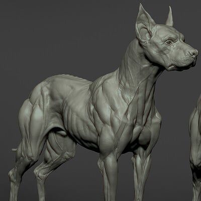 ArtStation - Tsvetomir Georgiev Dog Anatomy Reference, Dog Creature, Wolf Anatomy, Canine Anatomy, Creature Sculpture, Dog Reference, Creature Anatomy, Demon Dog, Zbrush Models