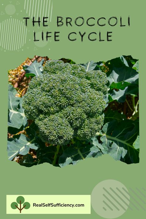 Life Cycle, Healthy Plants, Life Cycles, The 8, Green Living, Broccoli, Seeds, Cycling, Lily