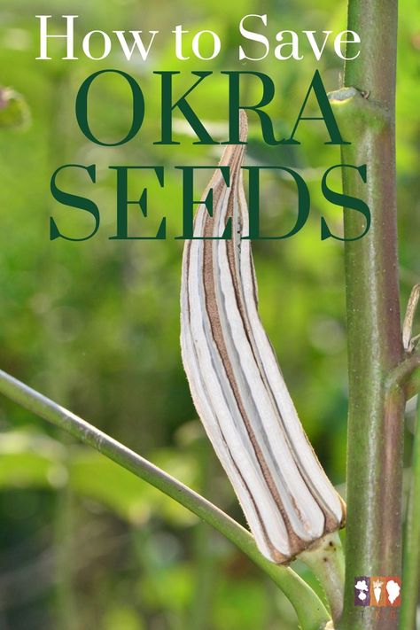 Growing Okra, Okra Seeds, Okra Fries, Saving Seeds, Gardening Seeds, Wooden Raised Garden Bed, Garden Companion Planting, Herb Garden Kit, Garden Sprinklers