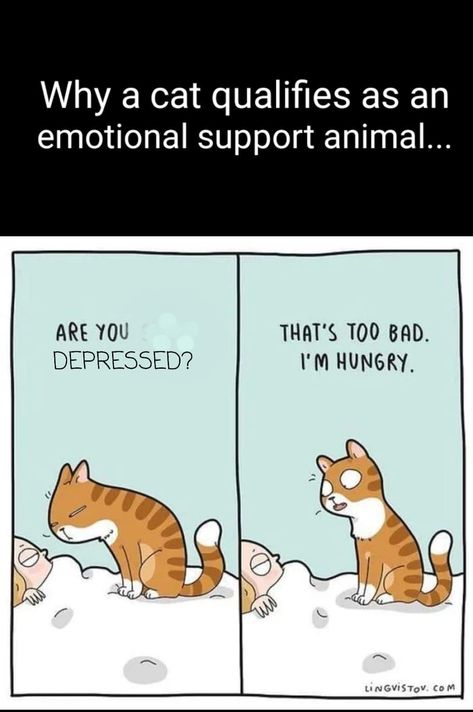 Emotional Support Cat, Canada Memes, Summer Homework, Heart Cats, Funny Today, Cat Humor, Animal Humor, Emotional Support Animal, Adorable Cats