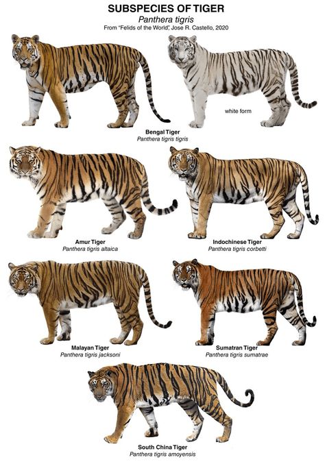 International Tiger Day - Officers Pulse Types Of Tigers, Tiger Species, Tiger Conservation, Animal Infographic, Wild Animal Wallpaper, Panthera Tigris, Cat Species, Tiger Pictures, Big Cats Art