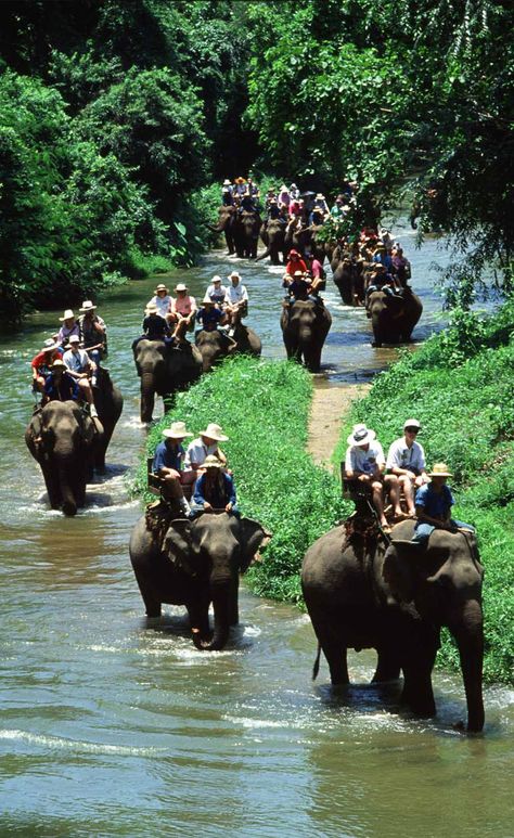 Asia Vacation, Sumatran Elephant, Elephant Safari, Voyage Bali, Elephant Ride, Bali Lombok, Best Boutique Hotels, Bali Hotels, Safari Park