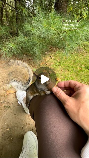 Mel Gs Backyard Squirreling on Instagram: "Greeting good morning to my little backyard buddies!!☀️😊🐦🐿️🐿️
#squirrelwhisperer #graysquirrel #bird #tuftedtitmouse #chipmunk #redsquirrel #funny #funnyanimals #squirrel #catch #nuts #squirrelcatch #amazing #talentedsquirrel #aww #cute #adorable #handfeeding #birds #cuteanimals #wildanimals #wildlife #nature #squirrelfriends #animallover #backyardwildlife #connectwithnature #melgsbackyard #melgsbackyardsquirreling" Funny Good Morning Greetings, Squirrels Funny, Squirrel Humor, Funny Squirrel Pictures, Squirrel Pictures, Squirrel Funny, Cute Squirrel, Red Squirrel, Wildlife Nature