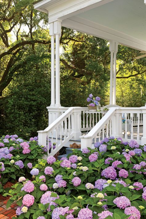 We'll never get tired of hydrangeas, azaleas, and magnolias. Here, our resident gardener declares the best of the best. French Hydrangea, Hydrangea Landscaping, Big Leaf Hydrangea, Tattoo Plant, Endless Summer Hydrangea, Southern Garden, Hydrangea Garden, Hydrangea Macrophylla, Garden Pictures