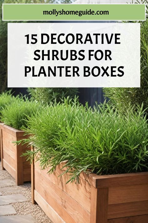 Discover the best shrubs for planter boxes that will bring life to your container garden or patio. Whether you're looking for dwarf shrubs, evergreen varieties, or low hedge options, we've got you covered. These container shrubs are perfect for adding greenery to small spaces like balconies or gardens. Choose from a variety of shrubs suitable for pots and containers that thrive in full sun. Landscaping With Planter Boxes, Shrubs For Planter Boxes, Evergreen Planter Boxes, Painted Flower Boxes Ideas, Best Plants To Grow In Pots, Container Plants For Privacy, Container Landscaping Front Yards, Planter Box Plant Ideas, Evergreen Plants For Pots