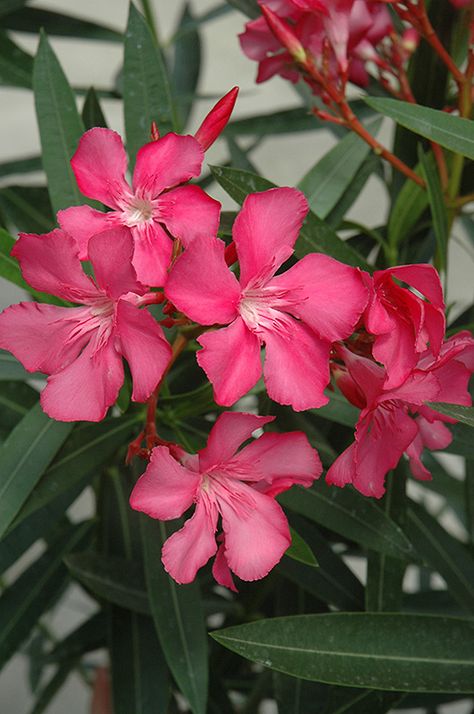 Oleander Nerium, Oleander Plants, Nerium Oleander, Poison Garden, Pine Garden, Low Water Gardening, Poisonous Plants, Flower Guide, Colorful Plants