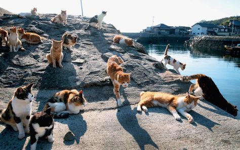 Stray Cat Hostel In Istanbul, Turkey Cat Island Japan, Cat Heaven, Cat Island, Cat Sanctuary, Ehime, Camping Resort, What Cat, Aomori, Japanese Cat