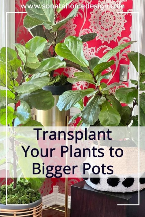 How To Re Pot Plants, How To Transfer Plants To Bigger Pots, Transplanting Plants, Moving Plants, Big Planters, Herb Plants, Small Indoor Plants, Indoor Herb, Easy Plants To Grow