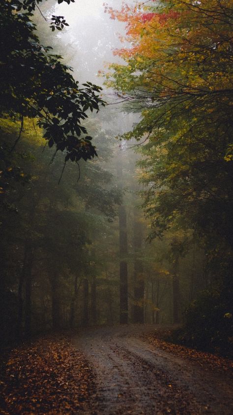 Rain Core, Phone Update, Autumn Rain, Misty Forest, Pretty Landscapes, Autumn Scenery, Dirt Road, Fall Pictures, Autumn Forest