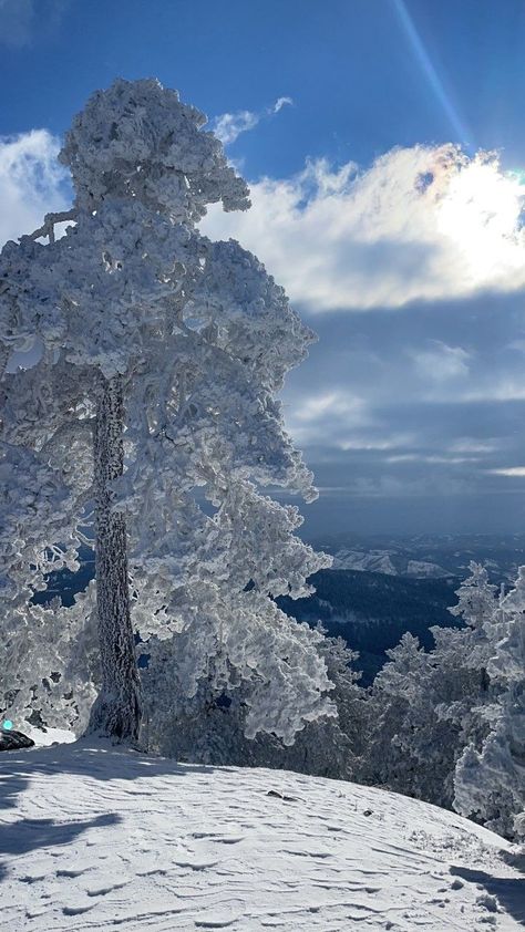 Feel the fresh air througt the photo. Sunny Winter Day, Sunny Winter, Sky Tree, Winter Mountain, Mountain Top, Snow Day, Winter Day, Tree Art, Winter Time