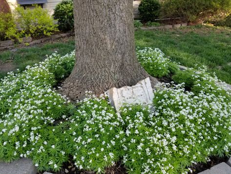 Galium odoratum (woodruff) Sweet Woodruff Landscape, Sweet Woodruff Uses, White Allium, Sweet Woodruff Ground Cover, Galium Odoratum, Eutrochium Purpureum, Allium Nectaroscordum, Allium Nigrum, Plants Under Trees