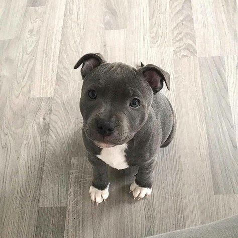 Cute Animals Puppies, Pet Breeds, Very Cute Dogs, Pitbull Puppies, Bull Terrier Dog, American Pit, Bully Breeds, American Pitbull Terrier, Cute Dogs And Puppies