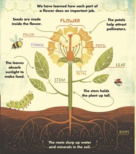 Plants Infographic, Plant Infographic, Valerian Tea, Infographic Examples, Scientific Poster, Herb Art, Botanical Sketchbook, Plant Structure, Graphic Design Infographic