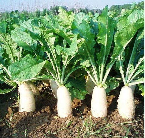 'Horse Ear' White Radishes plant with potatoes to repel potato beetles. Crazy Photos, Fruit Tree Garden, Root Vegetable, Vegetable Seeds, Exotic Fruit, Root Vegetables, Radishes, Eating Raw, Planting Vegetables