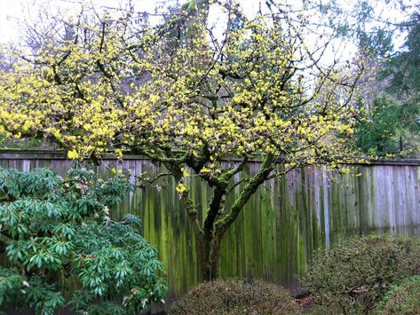 The Bright Yellow Flowers of Cornus mas are an Early Promise of Spring — Seattle Japanese Garden Cornus Mas Trees, Cornelian Cherry, Seattle Japanese Garden, Japanese Garden Plants, Cornus Mas, Small Urban Garden, Plant Wishlist, Wildlife Garden, Gardening Inspiration