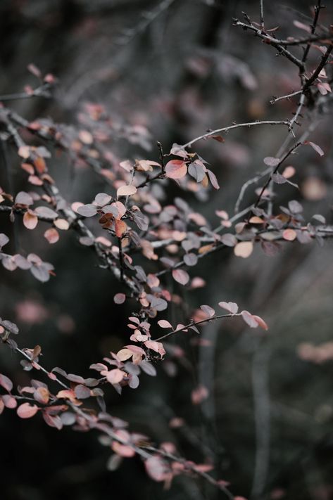 shallow photography of plants photo – Free Frost Image on Unsplash Hdr Background, Plants Photo, Hd Flowers, Blur Image Background, Photoshop Digital Background, Blurred Background Photography, Blur Background Photography, Desktop Background Pictures, Blur Photo Background