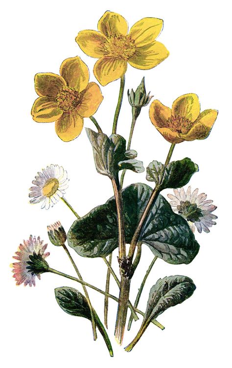 marigold clip art, vintage flower illustration, yellow flower, floral botanical drawing, Frederick Edward Hulme Marsh Marigold, Buttercup Flower, Flowers Illustration, Flowers Photography Wallpaper, Botanical Illustration Vintage, Flower Art Images, Trendy Flowers, Illustration Vintage, Botanical Drawings