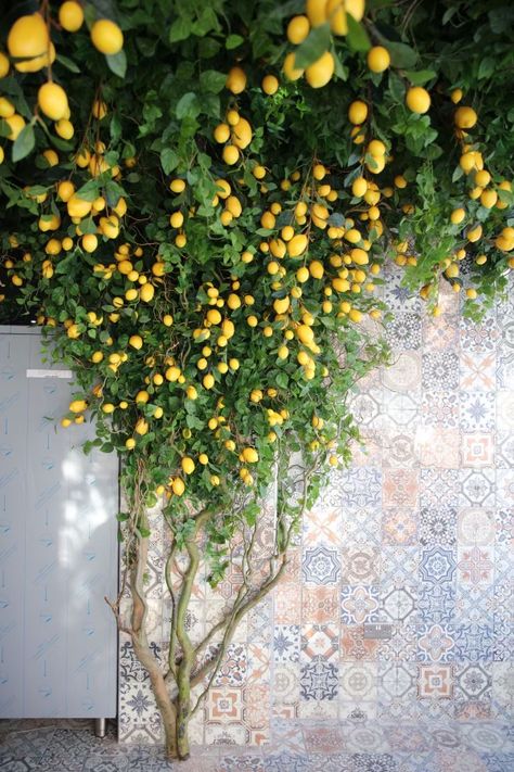 Italian Restaurant Interior, Yellow Restaurant, Lemon Farm, Flower Party, Spring Table, Blue And White China, High Walls, Lemon Tree, Entrance Decor