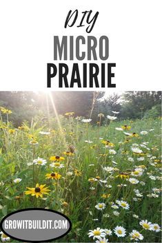 Learn how to create your own micro prairie in your yard with native plants.  Instructions & videos on everything from how to clear sod to design layouts to show you exactly how to create your native plant oasis for your enjoyment and to support the wildlife in your area. Texas Prairie Garden, Prairie Yard Landscaping, Backyard Prairie Garden, Native Prairie Landscaping, Illinois Native Garden, Micro Prairie, Native Plant Landscaping, Pollinator Garden Design, Prairie Plants