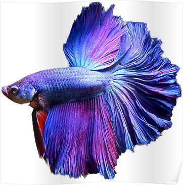 Blue and Purple Halfmoon Betta Flowy Fins  Poster Betta Fish Art, Fly Fishing Tattoo, Betta Fish Types, Guppy Fish, Pink Fish, Betta Fish Tank, Beta Fish, Halfmoon Betta, Beautiful Sea Creatures