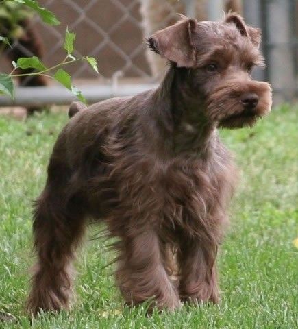 liver colored miniature schnauzer.  The husband and I are in love with schnauzers and our schnoodle.  He prefers this color and I have to say they are different Schnauzer Standard, Toy Schnauzer, Schnauzer Grooming, Schnauzer Mix, Mini Schnauzer Puppies, Mini Schnauzers, Miniature Schnauzer Puppies, Giant Schnauzer, Fox Terriers