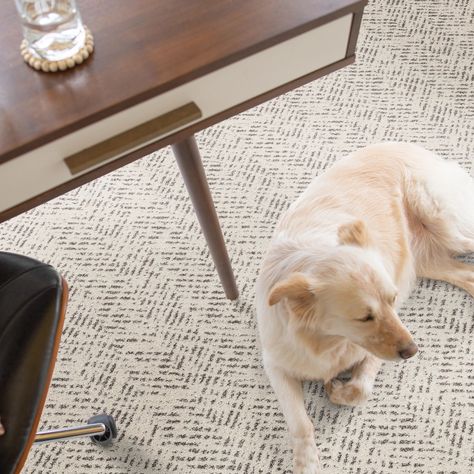 Don’t sleep on the comfort of our carpets this #WorldSleepDay. Get Pet Perfect carpet so that your dog can sleep on it worry free! Sound like a dream?   Visit our website today to browse for your perfect comfy carpet style.  #petperfect #shawfloors #carpet #pethome #pets #floors #rugs Pet Friendly Carpet, Pet Friendly Flooring, Free Sound, Carpet Room, Shaw Floors, Pet Stains, Carpet Styles, Best Flooring, Latest Design Trends