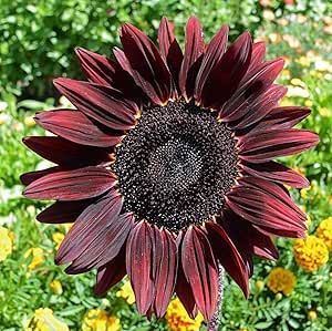 Chocolate Cherry Sunflower, Eucalyptus Deglupta, Sunny Disposition, Seed Favors, Helianthus Annuus, Long Flowers, Pink Strawberry, Pollinator Garden, No Rain