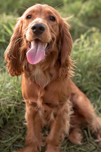 Including some vulnerable breeds that need your help Dog Breeds With Floppy Ears, Dogs With Long Ears, Long Eared Dogs, Floppy Ear Dog, Romeo And Juliet Story, Sussex Spaniel, Irish Water Spaniel, Welsh Springer Spaniel, Spaniel Breeds