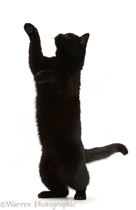 Photograph of Black cat reaching up. Rights managed white background image. Cat Reaching Up, Cat Standing Up, Black Cat White Background, Black Cat Profile, Cat White Background, Cat Reaching, Black Cat Playing, Black Cat Png, Black Footed Cat