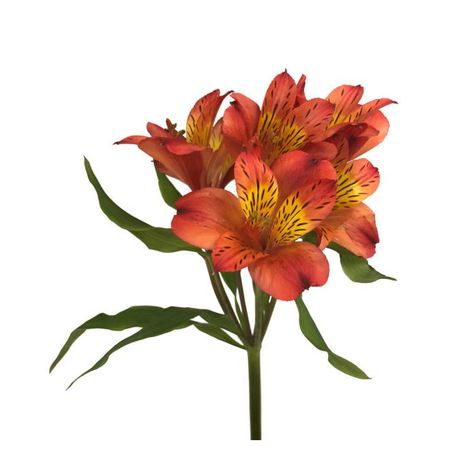 Homemade Flower Food, Peruvian Lily, Lilies Drawing, Fondant Flower Tutorial, Peruvian Lilies, Flower Identification, Bulk Wedding Flowers, Beautiful Flowers Photography, Tropical Flower