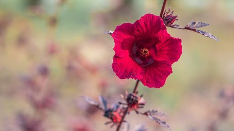 Cranberry hibiscus is a hibiscus plant that produces beautiful red flowers and red leaves. Learn how to keep a cranberry hibiscus healthy in your garden. Hibiscus Plant Care, Cranberry Hibiscus, Hibiscus Leaves, Hibiscus Plant, Insecticidal Soap, Master Gardener, Neem Oil, Red Leaves, Low Maintenance Plants