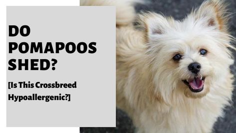 Do Pomapoos Shed? Find out whether the Pomapoo is Hypoallergenic and what you can expect in regards to their shedding. We discuss their type of coat, and even provide grooming tips to keep them healthy and at their best #pomapoo #Pooranian #Pompoo #Pomerdoodle Pompoo Dogs, Grooming Tips, Dog Shedding, House Rules, Dog Owners, Pet Dogs, Shed, Pet, Dogs