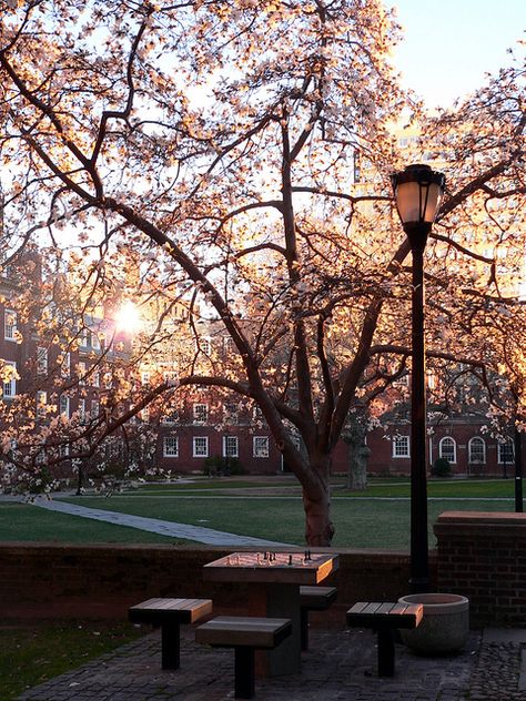 Collage Campus, Aesthetics Collage, Campus Aesthetic, College Aesthetic, Dream College, Yale University, Dream School, University Life, College Park