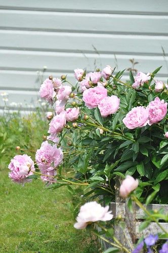 peony 'Sarah Bernhardt' | Paeonia lactiflora | Mimmi Elg | Flickr Sarah Bernhardt Peony, Peony Sarah Bernhardt, Peony Bush, Sarah Bernhardt, Veg Patch, Paeonia Lactiflora, Summer House Garden, Plant Mama, Peonies Garden