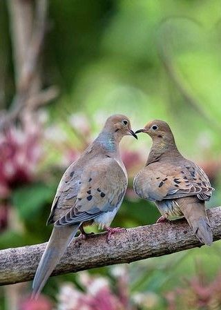 Turtle Doves, Turtle Dove, Visual Poetry, Love Is, All Birds, Backyard Birds, Bird Drawings, Pretty Birds, Colorful Birds