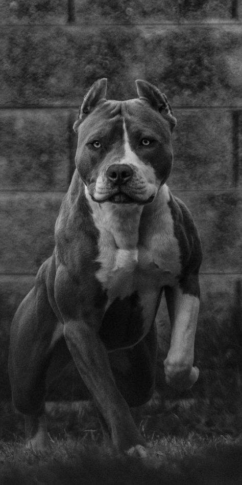 Pitbull Noir, Pitbull Wallpaper, Pitbull Breeds, Pitbull Dog Puppy, Pitbull Dog Breed, Wallpaper Dog, Tattoo Animal, Tattoo Dog, Pitbull Art